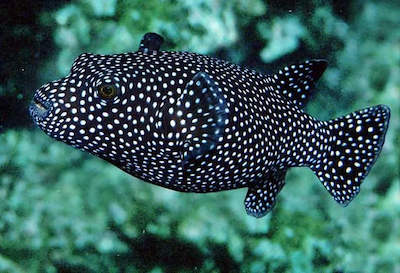 Picture of a Guineafowl Pufferfish