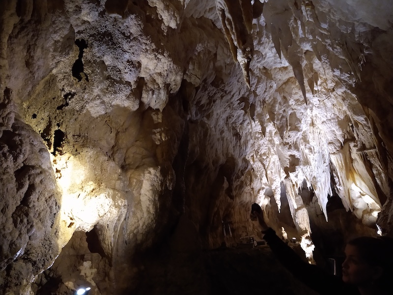 auckland waitomo caves tour