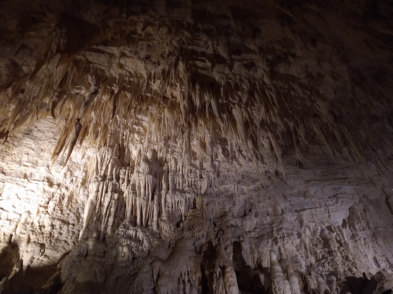 auckland waitomo caves tour